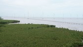 Rừng ngập mặn ven biển giúp hạn chế nước, rác thải xả trực tiếp ra biển tại xã Vĩnh Trạch Đông, TP Bạc Liêu. Ảnh: CAO THĂNG
