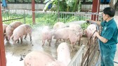 Tăng cường khống chế bệnh dịch tả heo châu Phi