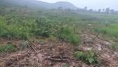 Kỷ luật hạt trưởng và kiểm lâm liên quan phá rừng ở Gia Lai