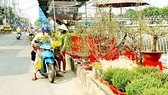 Đường phố ngập tràn sắc màu ngày tết