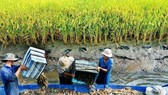 Mô hình sản xuất tôm ở ĐBSCL. Ảnh: PHAN THANH