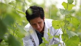 Trung tâm Công nghệ sinh học TPHCM nghiên cứu, lai tạo giống cây nhằm phát triển ngành nông nghiệp thành phố