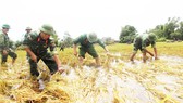 Bộ đội giúp dân cứu lúa tại cánh đồng thôn Háo Lễ