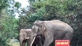 Voi xuất hiện tại Khu Bảo tồn thiên nhiên - văn hóa Đồng Nai