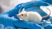 Các nhà khoa học đã tiến hành nghiên cứu trên những con chuột đã được biến đổi gene để mang thụ thể ACE-2 ở người