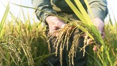 Giống gene mới phát hiện giúp tăng năng suất lúa