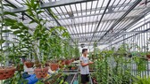 Một vườn lan var ở TP Buôn Ma Thuột từng được đầu tư hàng tỷ đồng nhưng hiện không bán được