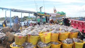 Lên hàng hải sản ở cảng cá Phước Tân, xã Phước Tỉnh, huyện Long Điền, tỉnh Bà Rịa - Vũng Tàu