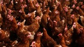 S Korea to adopt tracking system for poultry supply chain 