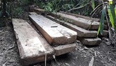 Phát hiện bãi tập kết gỗ lớn tại Đắk Lắk