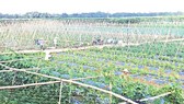 Vựa rau Bàu Tròn (huyện Đại Lộc) - một trong những dự án nông nghiệp công nghệ cao của tỉnh