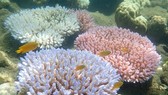 Rạn san hô Great Barrier ở đảo Orpheus, Australia. Ảnh: TTXVN