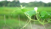 Vạt bầu của mẹ...