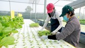 Đồng Tháp được Nhật viện trợ 150.000 USD phát triển nông nghiệp hữu cơ