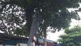 Cột đèn tín hiệu giao thông sắp đổ