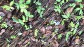 Vụ sâm Ngọc Linh con chết tràn lan: Hướng dẫn người dân phòng trừ sâu bệnh