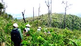 Tình trạng người dân xâm hại rừng, chiếm đất trồng keo tràm ở huyện Vĩnh Thạnh, Bình Định 