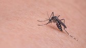 Các ca nhiễm virus Tây sông Nile tiếp tục gia tăng ở Italy. Ảnh: news.italy-24.com