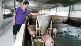 Tiếp sức cho người nuôi heo