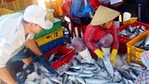 Ngư dân Bình Định phân loại cá ngừ đưa đi tiêu thụ