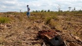 Hàng chục hécta rừng và đất rừng do Công ty Minh Hằng quản lý bị phá, san ủi