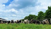 Vinamilk bổ sung 1.500 bò sữa nhập từ Mỹ cho các trang trại sinh thái