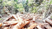 Nhiều cây gỗ lớn bị chặt hạ chuẩn bị đưa ra khỏi rừng