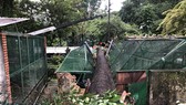 Cây xanh bật gốc đè sập chuồng thú ở Thảo Cầm viên Sài Gòn trên 60 năm tuổi. Ảnh: C.T