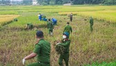 Công an xuống đồng thu hoạch lúa giúp dân đang cách ly y tế
