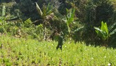 Lực lượng chức năng cho biết, nương trồng cây thuốc phiện của Hờ A Cấu có diện tích hơn 370m², với hơn 3.200 cây thuốc phiện xen lẫn rau cải