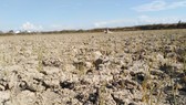 Hàng ngàn hecta lúa ở Nghệ An chết cháy do nắng nóng