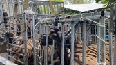 Phát hiện 17 con hổ nuôi nhốt trái phép trong nhà dân ở Nghệ An