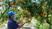 Dong Thap Province provides more than 2,500 tons of tangerines for Tet market