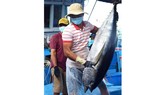 Seeking way out for tuna fishing industry