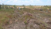 Large-scale deforestation uncovered in Dak Lak Province