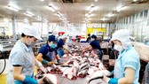 Raw pangasius fish prices continue to escalate in Mekong Delta