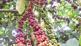 Vietnam to replant, transplant 107,000ha of coffee by 2025