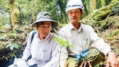 Efforts needed to develop national brand of Vietnamese ginseng