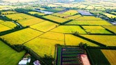 Concentration of agricultural land in Mekong Delta to be facilitated