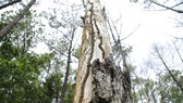Nearly 200 35-year-old pine trees in Quang Nam Province poisoned, chopped down