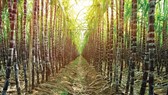 Maintenance of sugarcane growing area needs joint efforts
