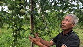 Dak Lak Province prepares for official export of passion fruit to China