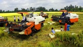 Reducing amount of seeds for direct seeding – key to success of rice