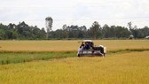 Southern region to prioritize high-quality rice varieties in winter-spring crop