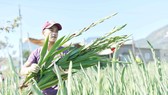 Gladiolus in Lam Dong Province enjoy a good price this year thanks to high market demands. (Photo: SGGP)