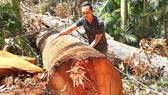 The forest in Zone 486 of Mang Den Town is destroyed. (Photo: SGGP)