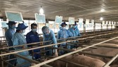 The delegation of the Agriculture and Rural Development Ministry is checking breeding pigs in Binh Thang Research Center for Animal Husbandry (sited in Dong Nai Province). (Photo: SGGP)