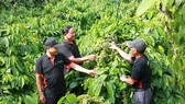 Farmers are implementing the sustainable coffee cultivation practice by Nestlé Vietnam