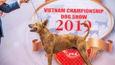 Hình ảnh chó xoáy Phú Quốc tại cuộc thi năm 2019. 