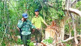 Bắt Trạm trưởng Trạm Kiểm lâm nhận 35 triệu đồng để lâm tặc phá rừng